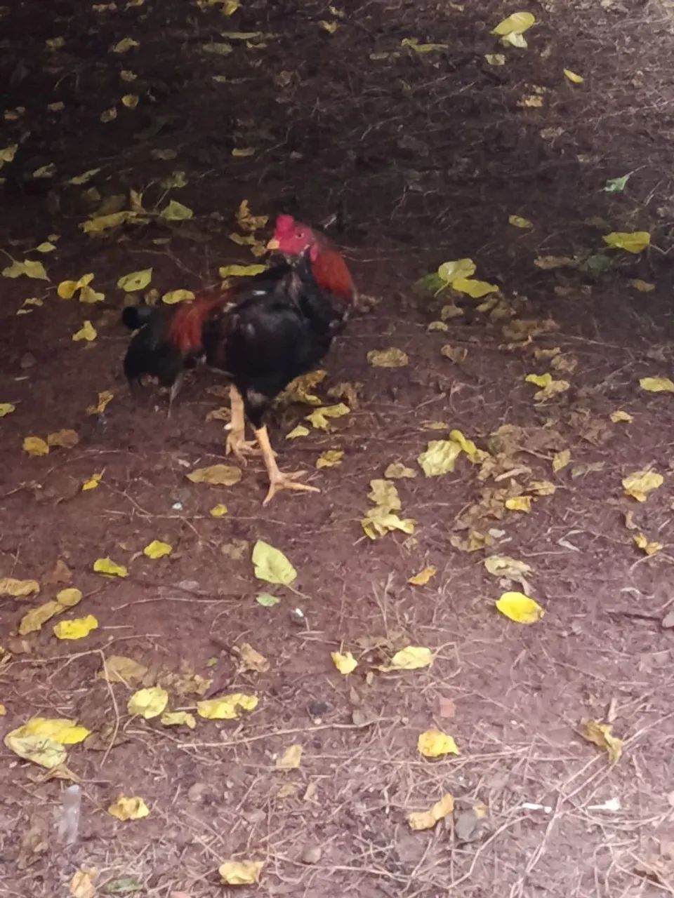 OTIMA OPORTUNIDADE!!!!! - Foto 2