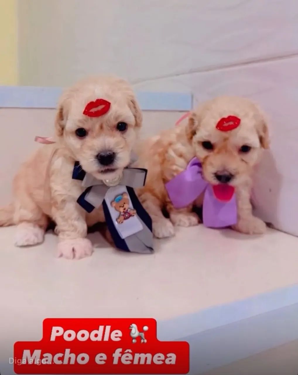 Poodle - Foto 3