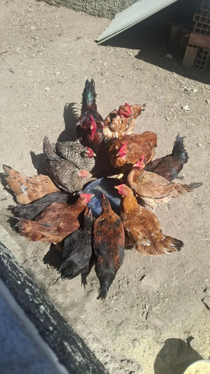Galinhas
