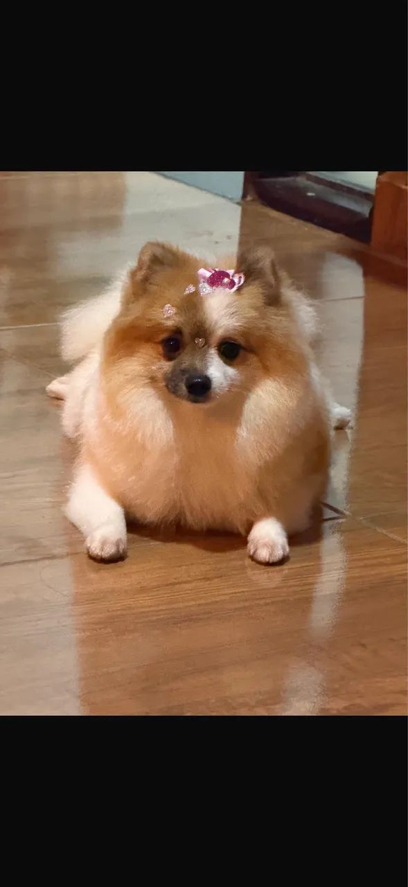 Cachorra Spitz alemã 