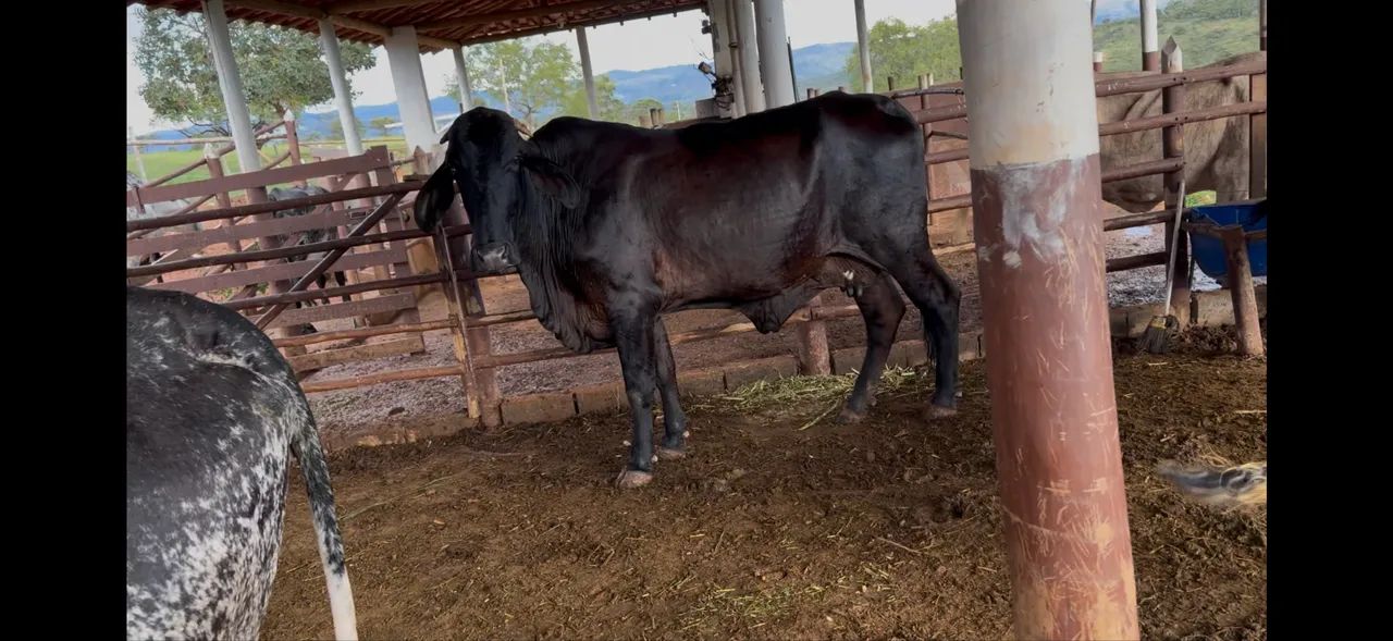 Vacas de leite - Foto 3