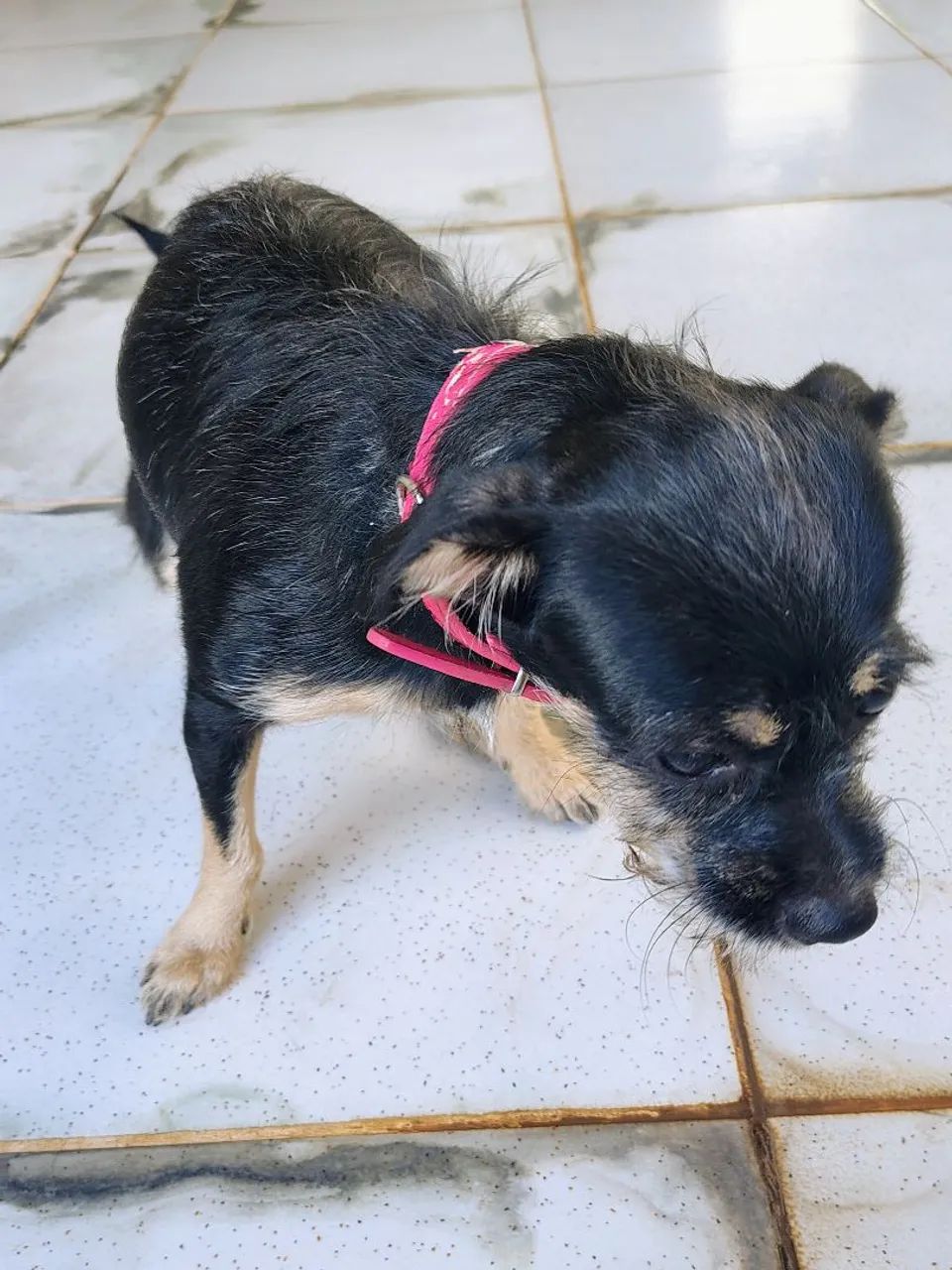 Doação de cachorro - Foto 3