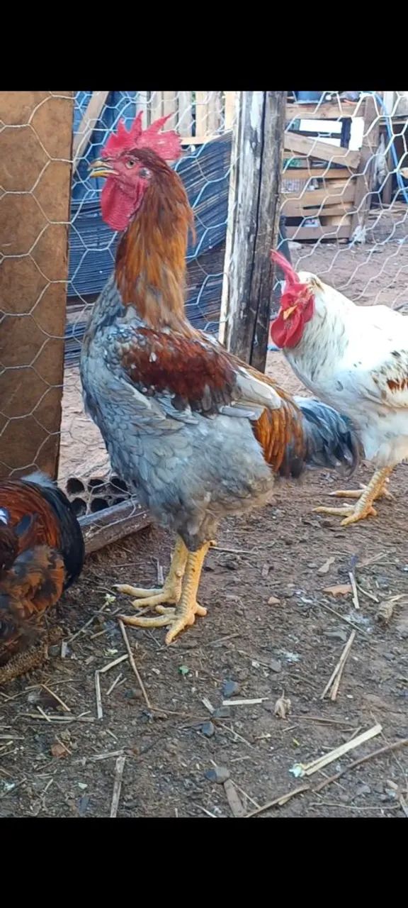 Frangos balão não entrego retirar no local - Foto 2