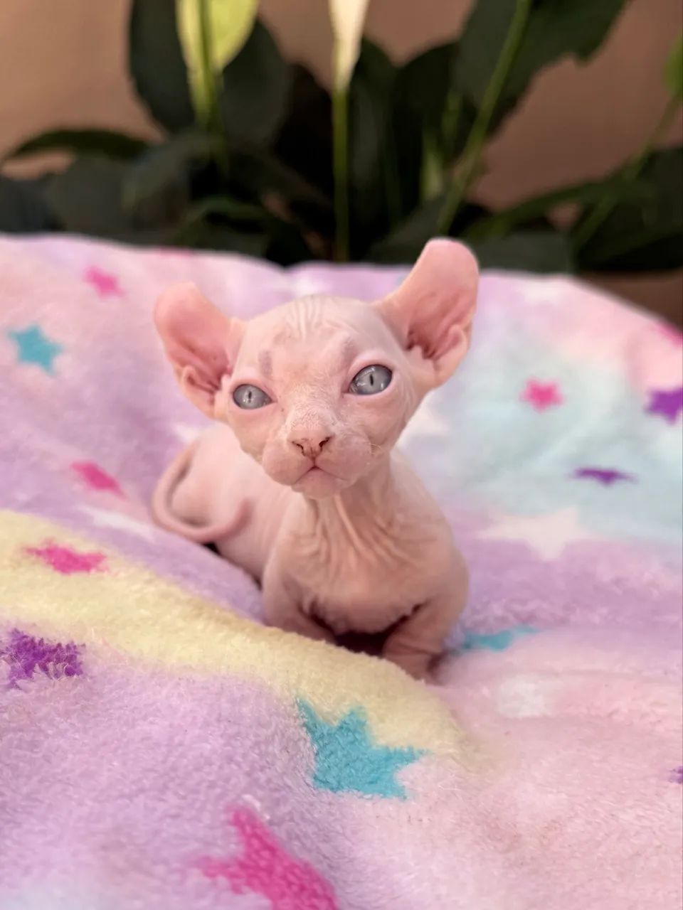 Filhotes Sphynx  - Foto 3