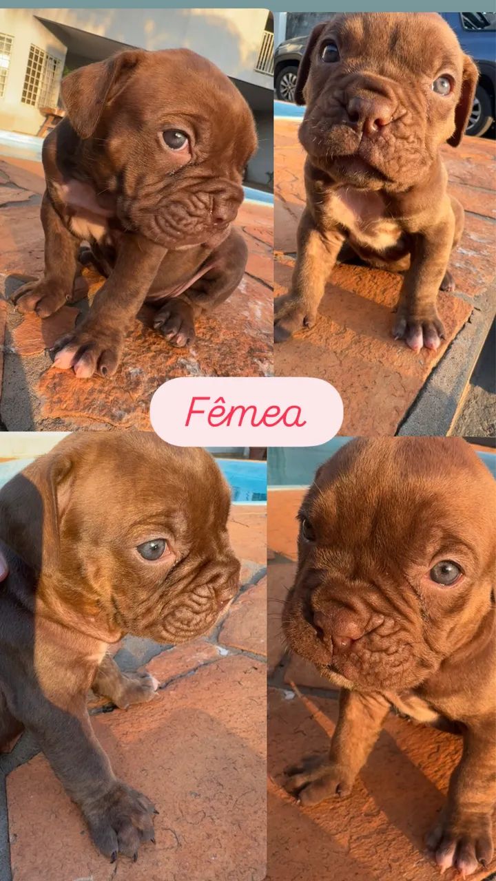 Buldogue campeiro  - Foto 2