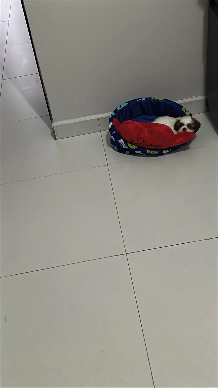 Shih-tzu macho com 50 dias - Foto 4