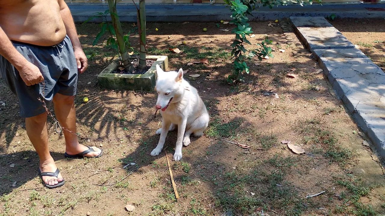 Vendo uma cachorra de raça - Foto 3