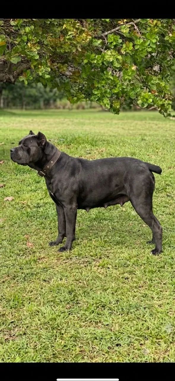 Filhotes de Cane Corso com Pedigree  - Foto 3