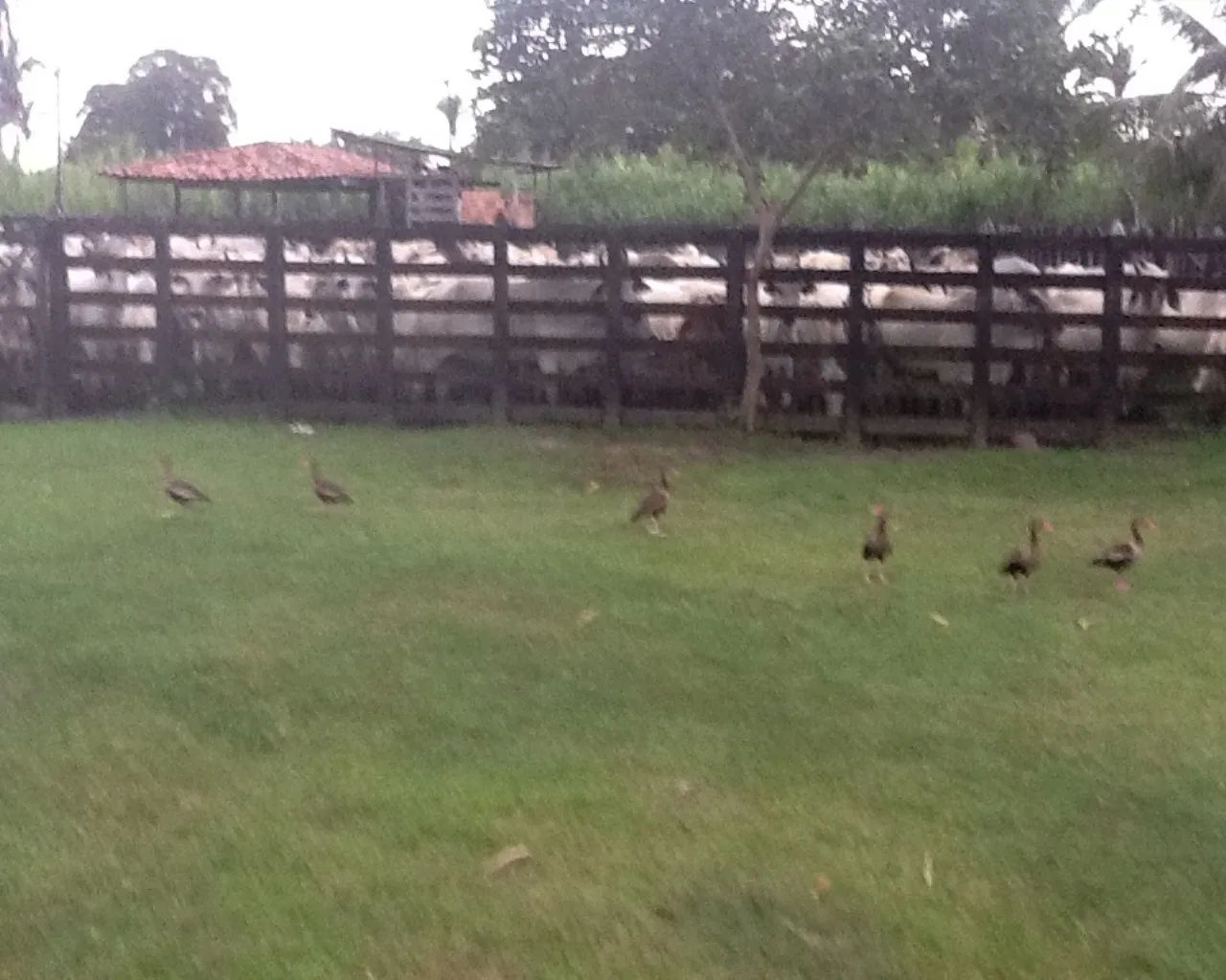 FAZENDA RURAL em Arari - MA, Brito - Foto 4