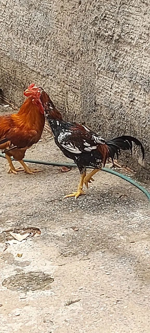 Vendo Galos. - Foto 4
