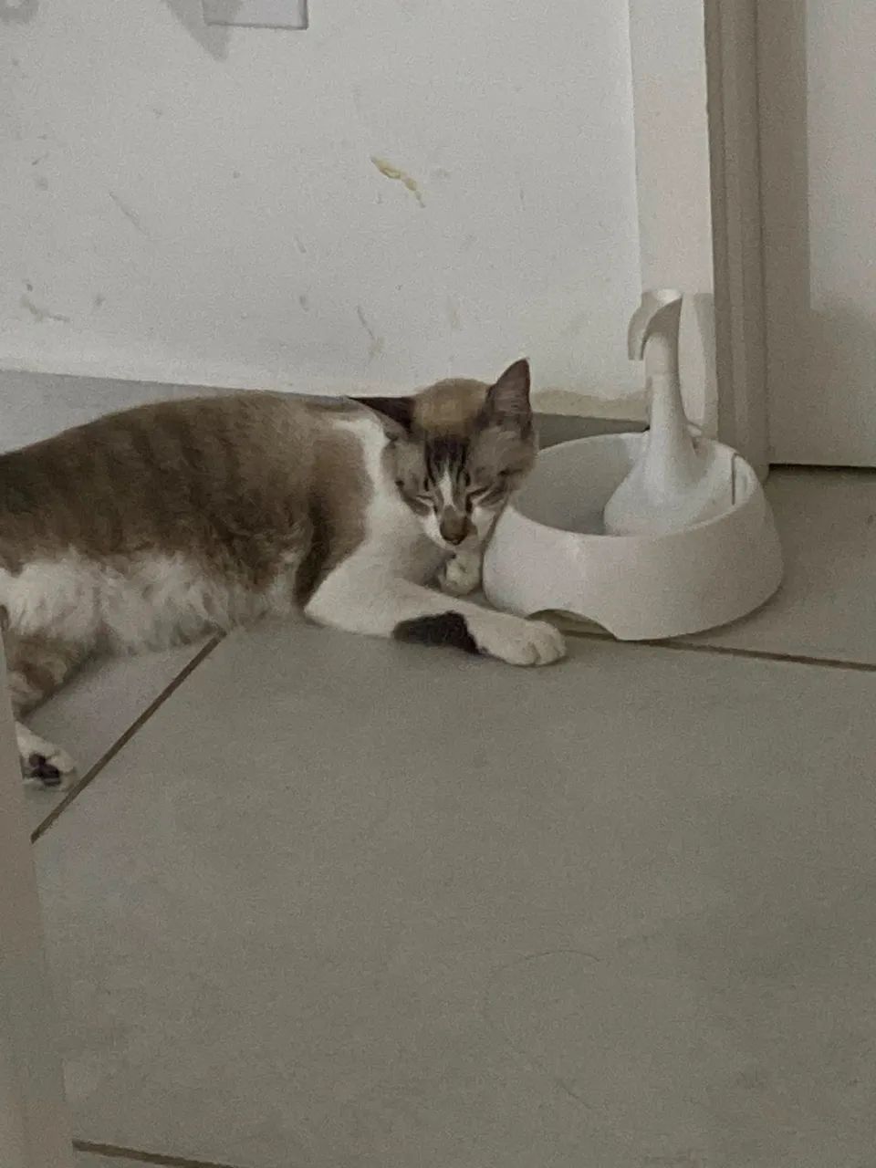 Gato para adoção - Foto 4