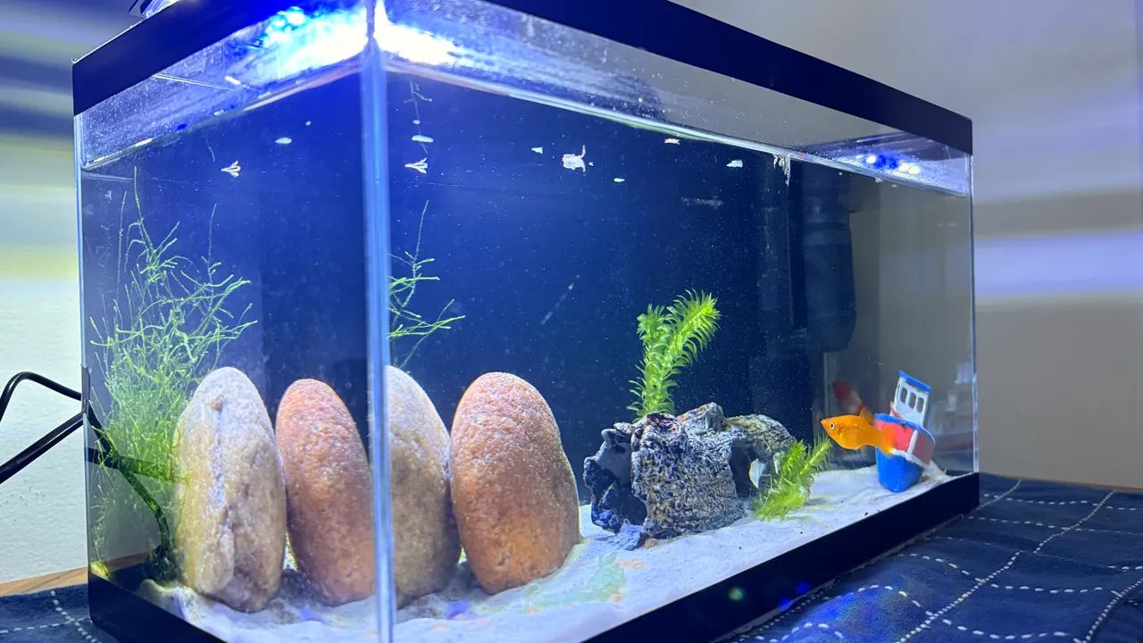 Aquário 20L