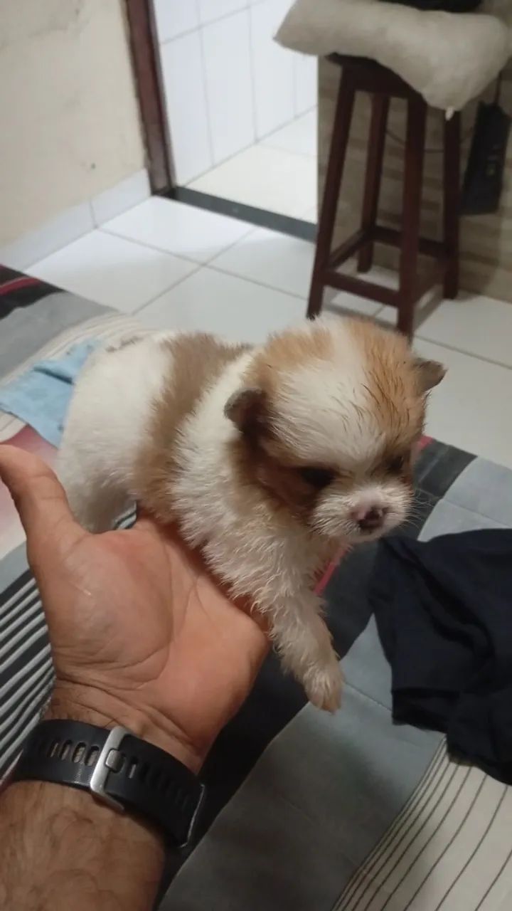 Cachorro spitz  - Foto 2