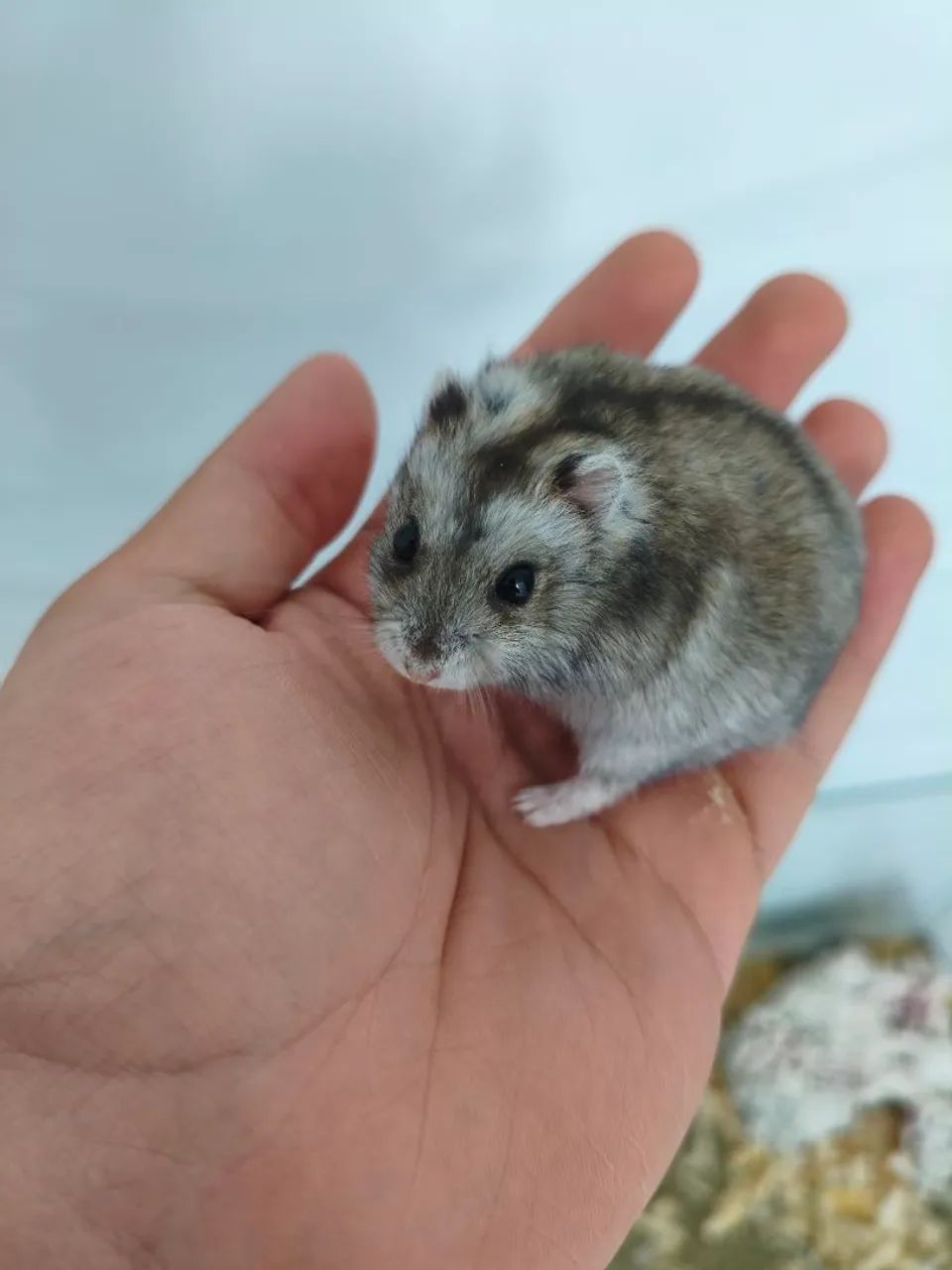 Hamster  - Foto 3
