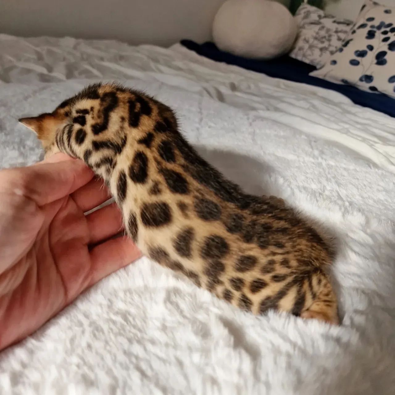 Bengal Cat - FILHOTES  - Foto 3