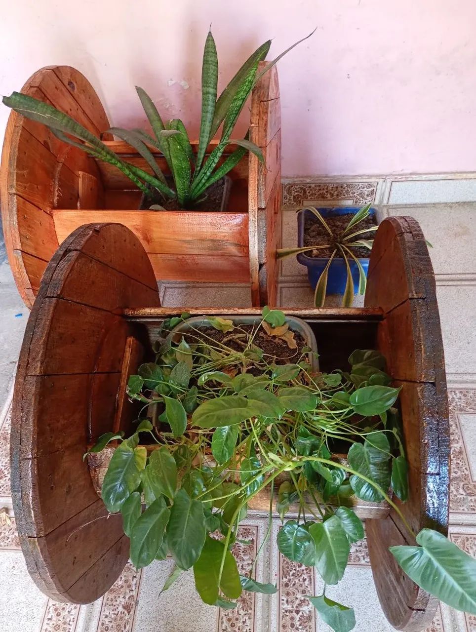 Planta / jarro  - Foto 2