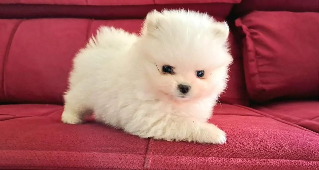 Spitz alemão filhote  - Foto 2