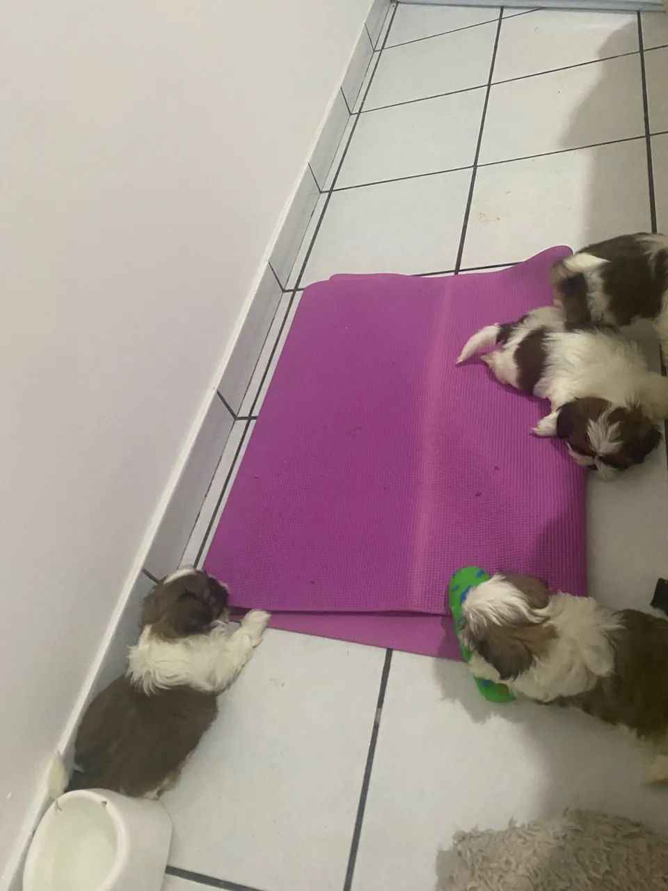 Raça pura 