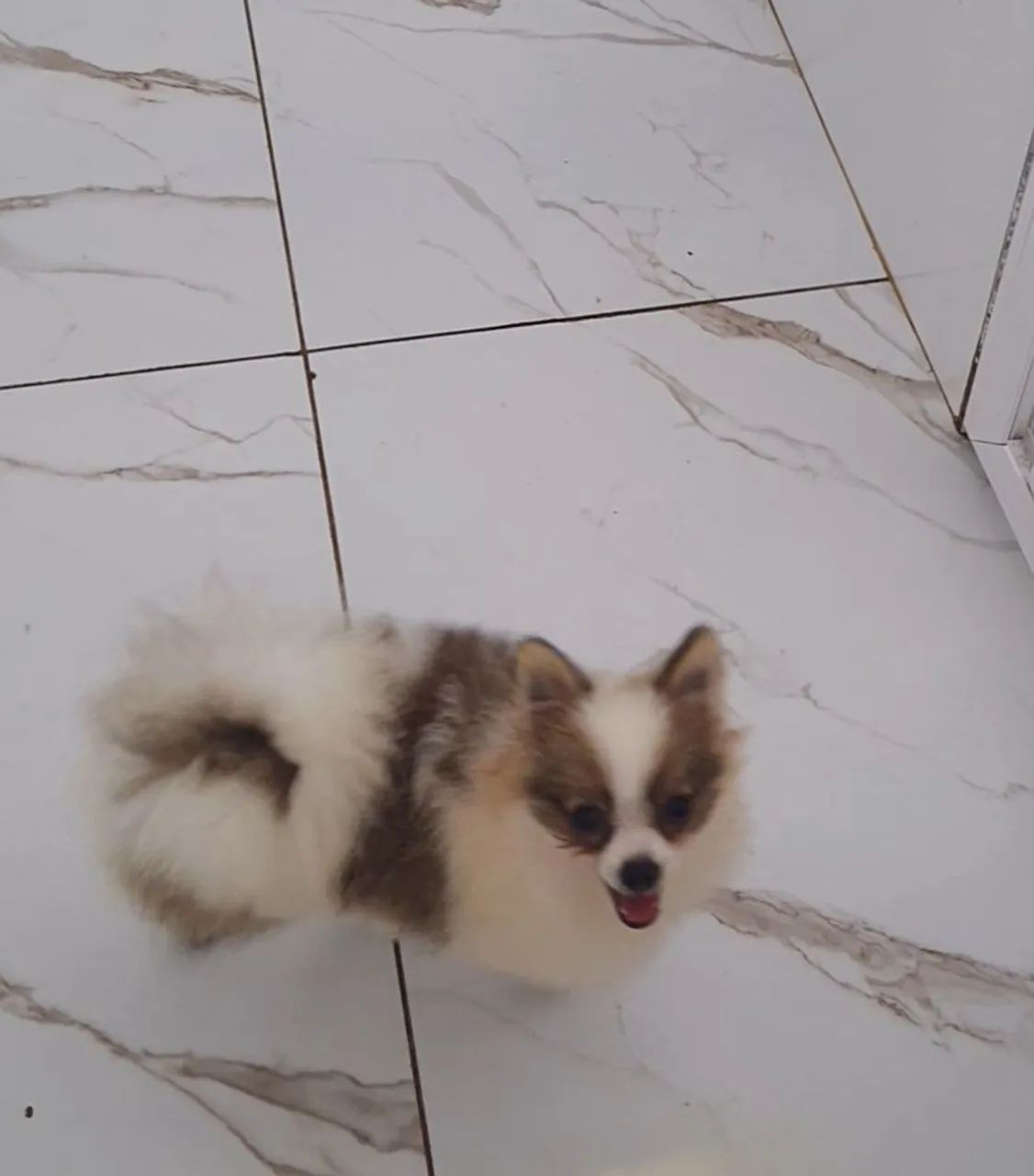Spitz alemão 