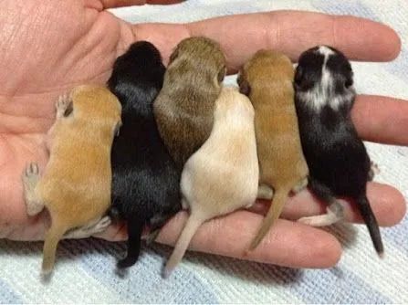 Vendo Filhotes de Gerbil ( Esquilo da Mongolia)