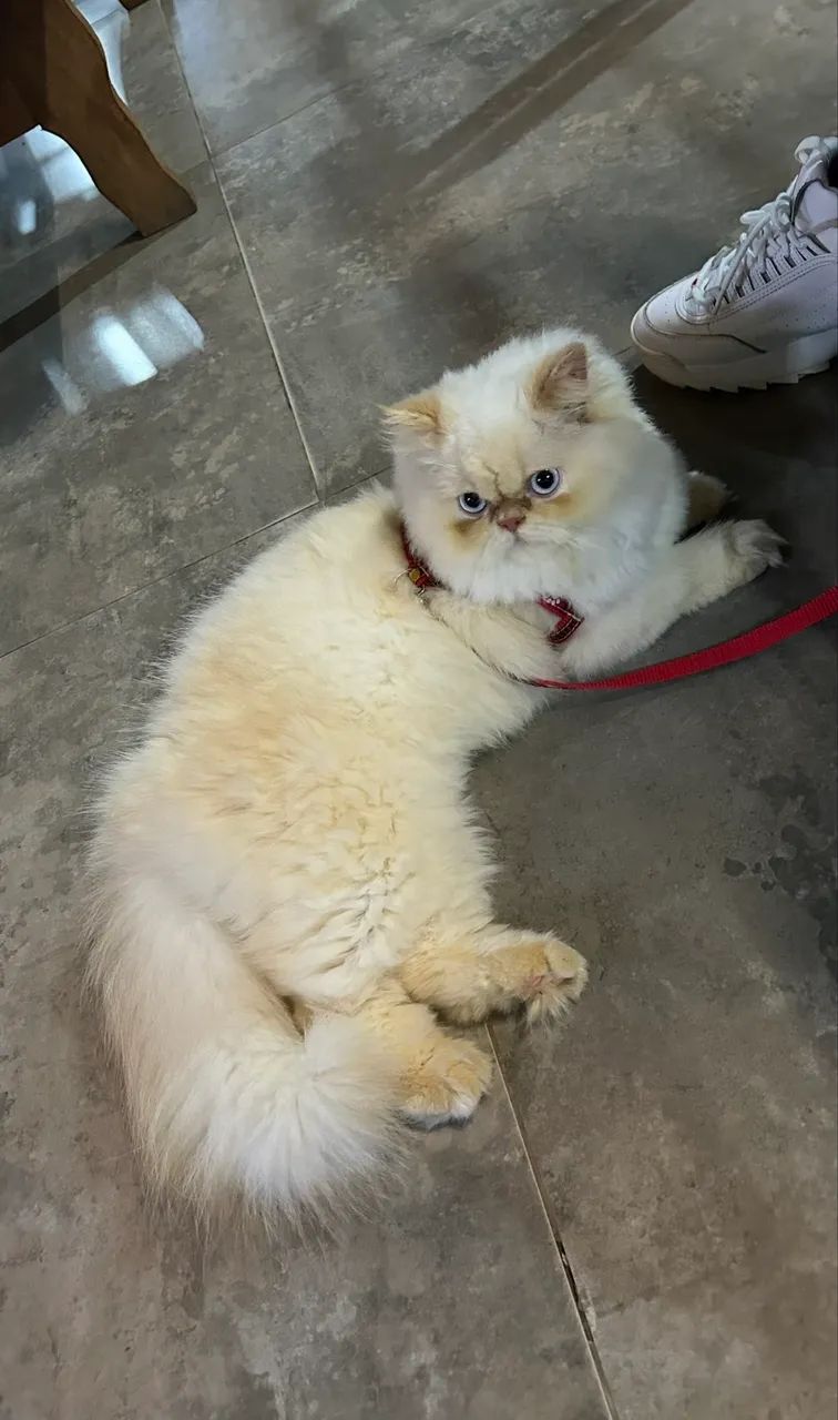 Gata persa 3 anos  - Foto 2