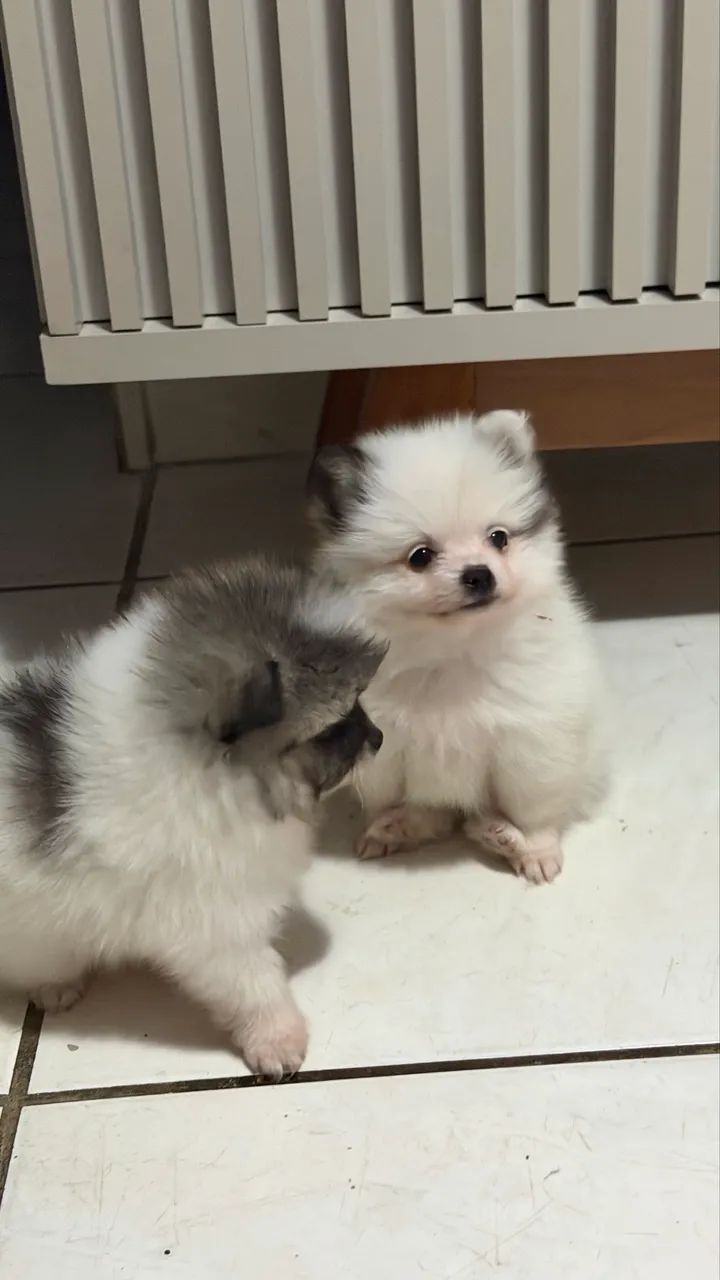 Spitz alemão  - Foto 3