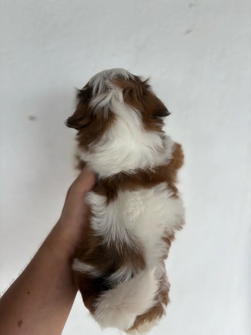 Shihtzu fêmea  - Foto 2