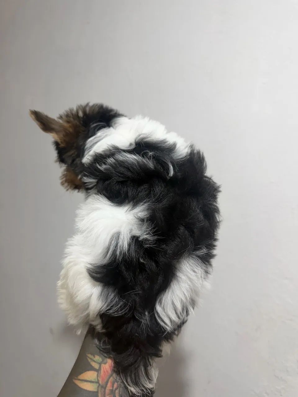 Beiwer  - Foto 3