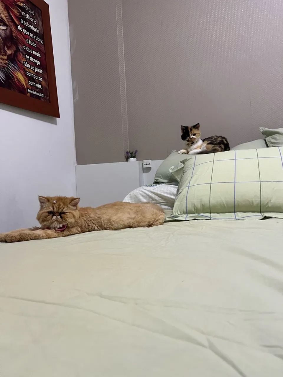 Gata persa laranja   - Foto 5
