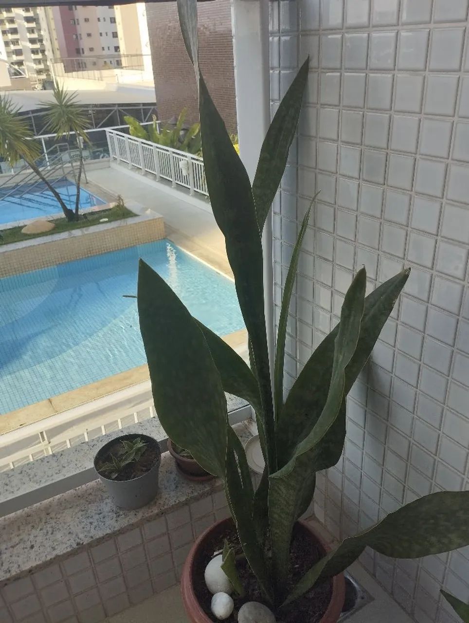 Espada  sansevieria coroa dinamarquesa  - Foto 2