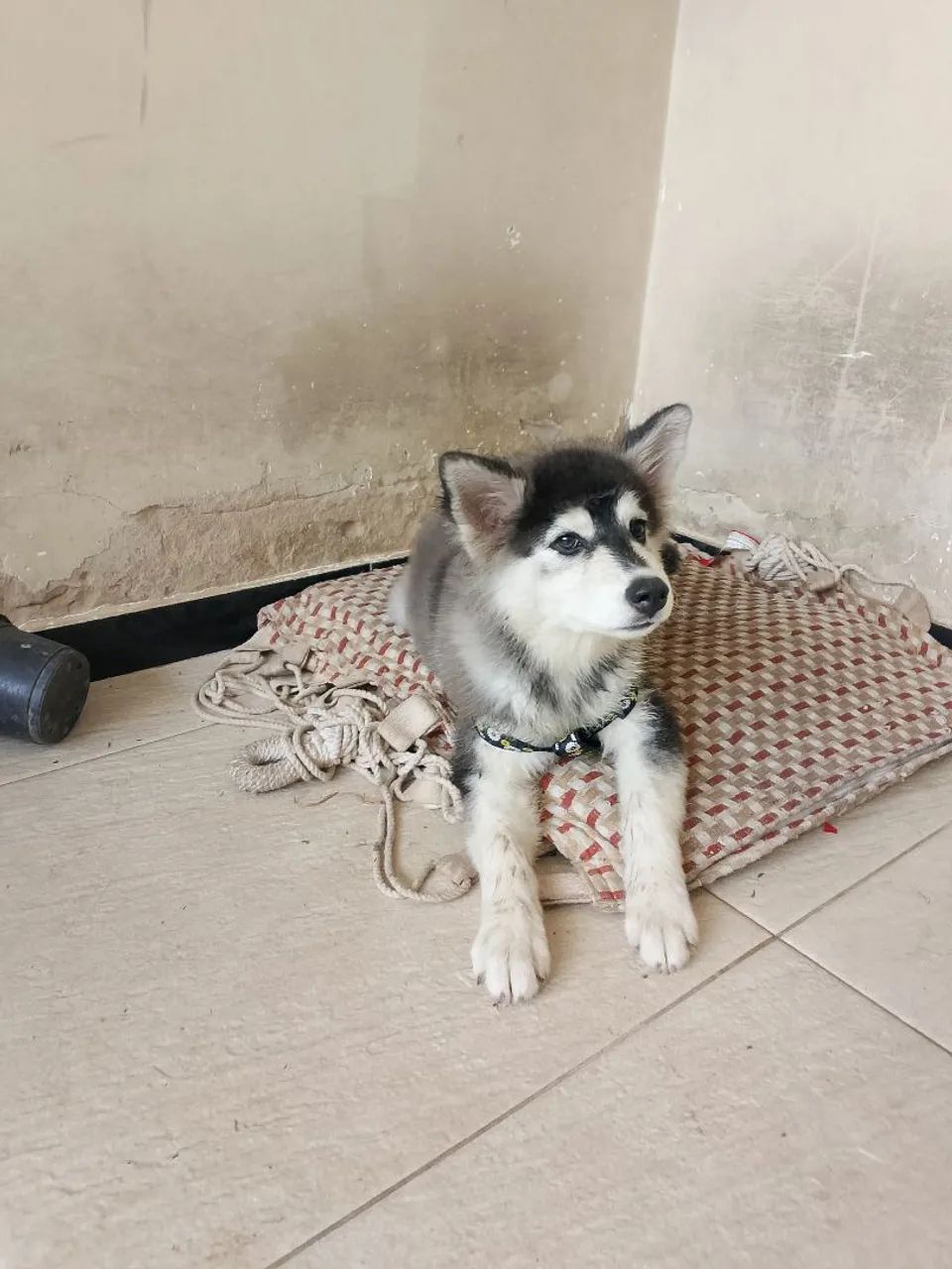 Vende se cachorro husky siberiano filhote  - Foto 3