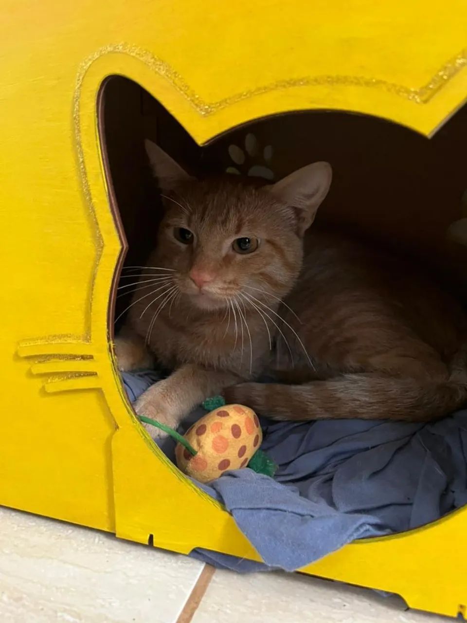 Adote o Stuart  - Foto 2