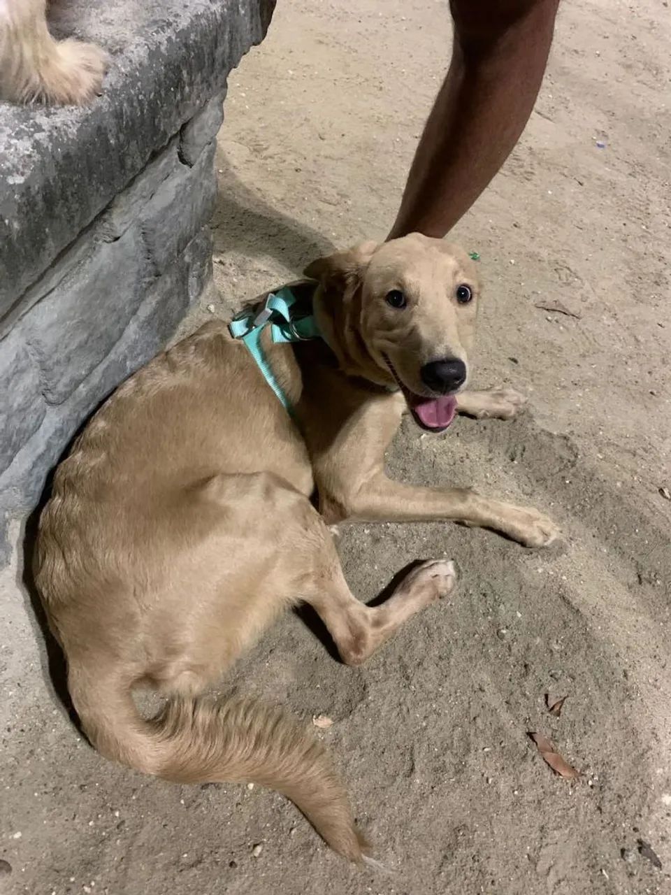 Doação de Golden(com labrador) Srd 