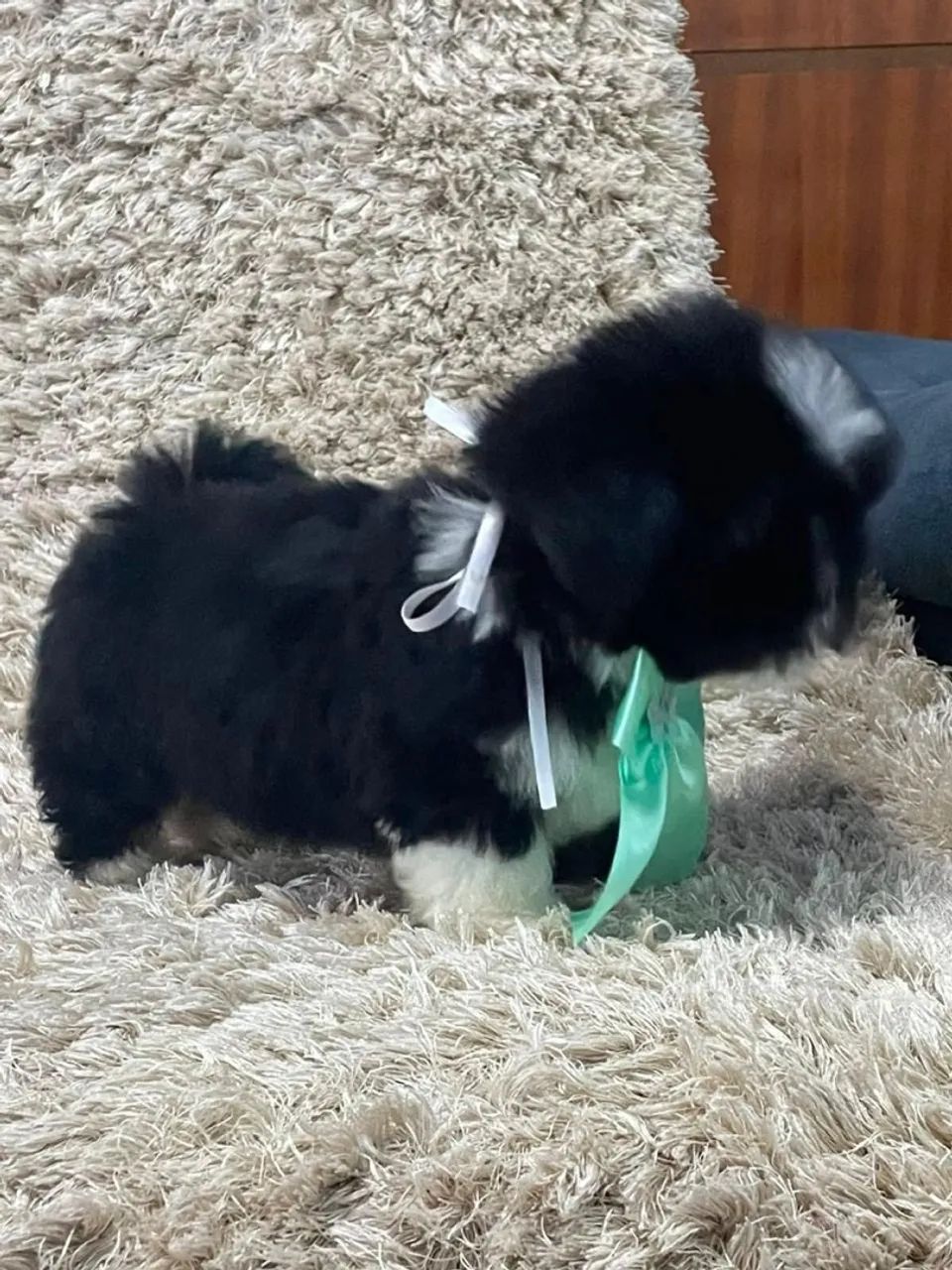 Vende-se Shihtzu - Foto 2