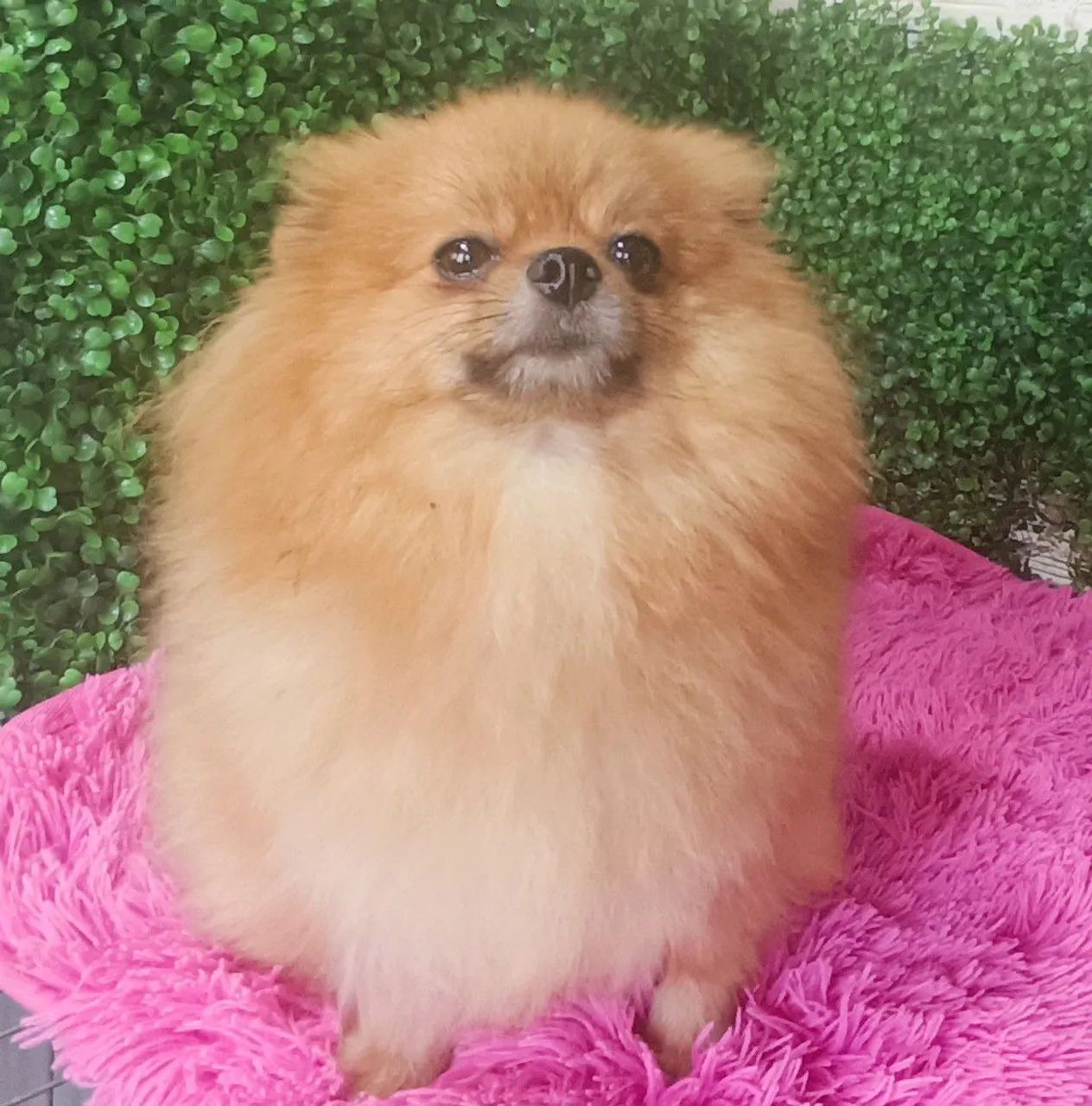 Lulu da Pomerânia anã fêmea  - Foto 6