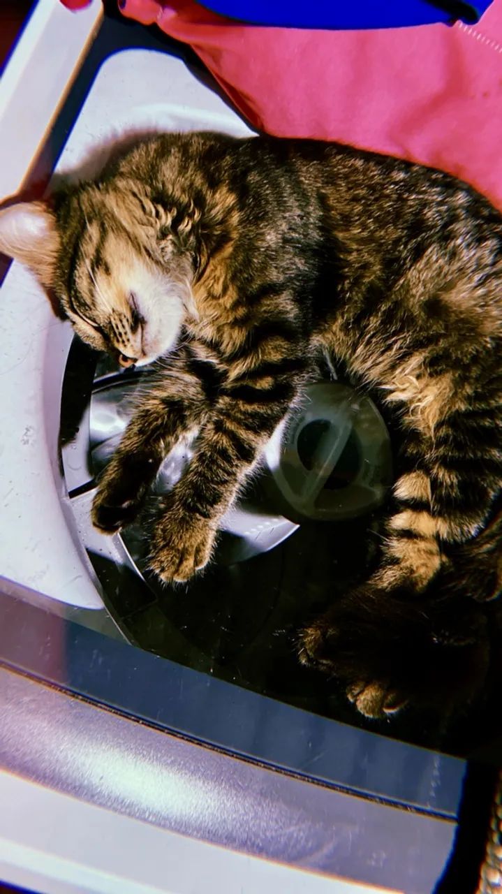 Doa-se Gata - Foto 2