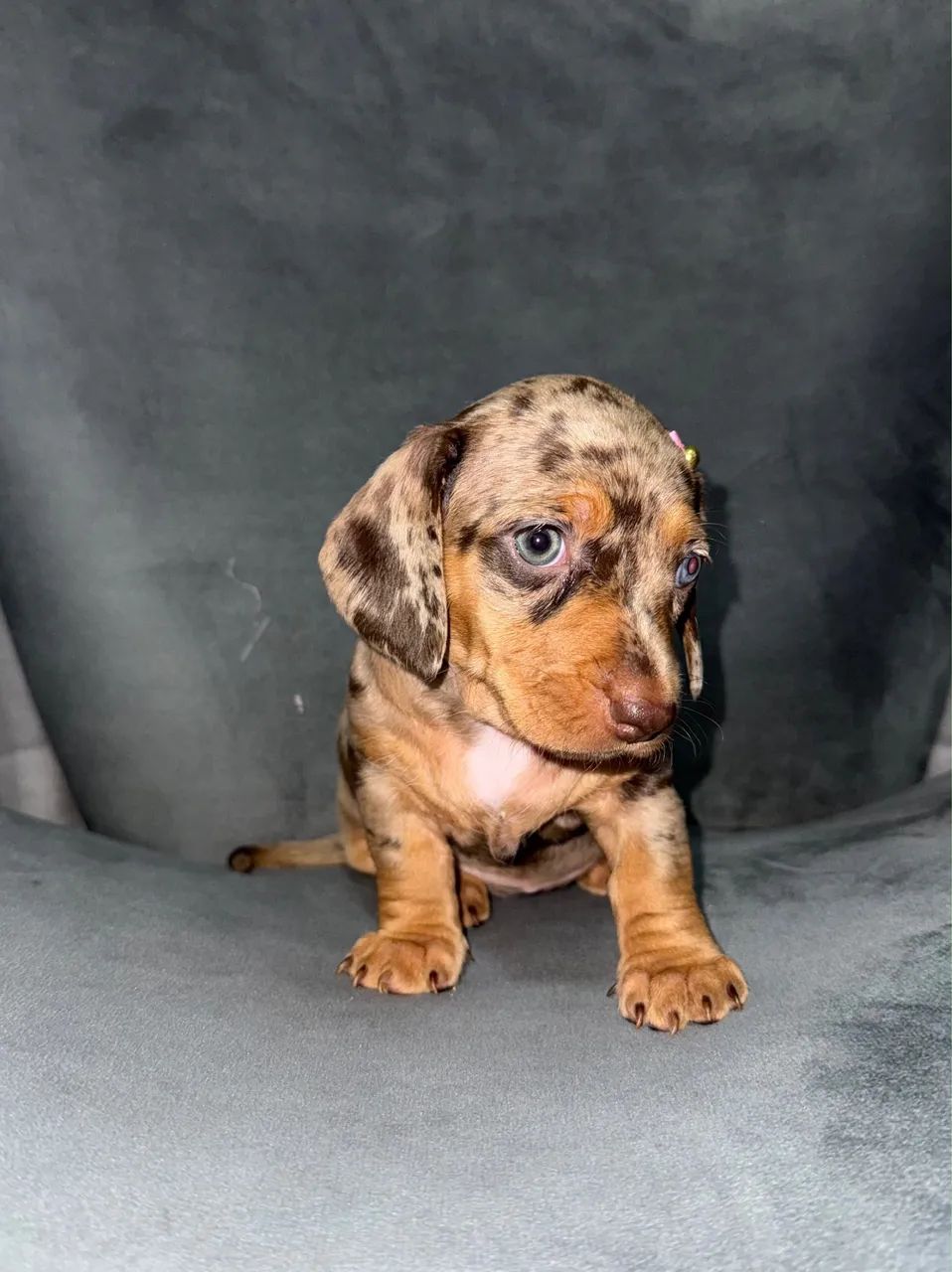 DACHSHUND CHOCOLATE - Foto 4