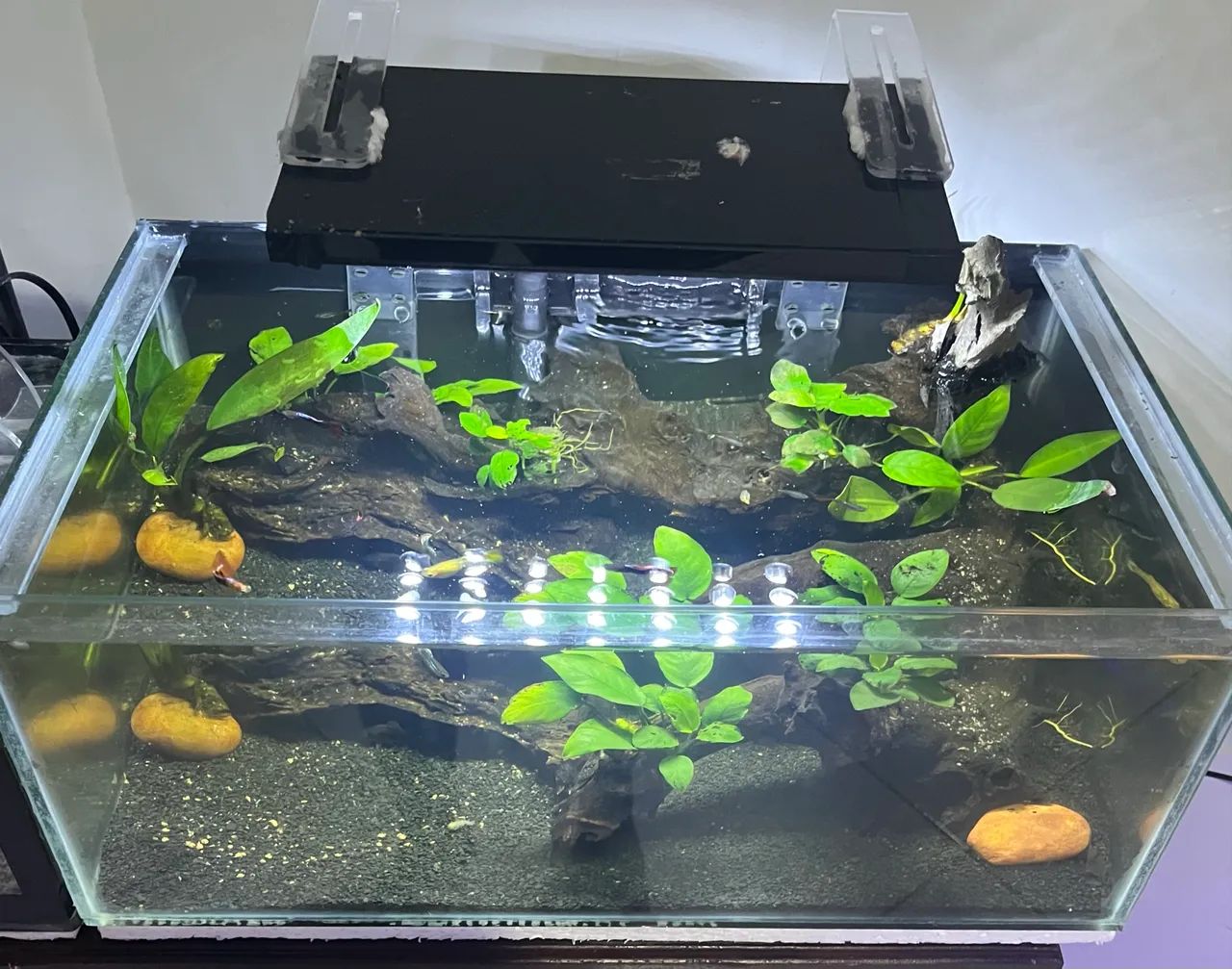 Aquario  - Foto 3