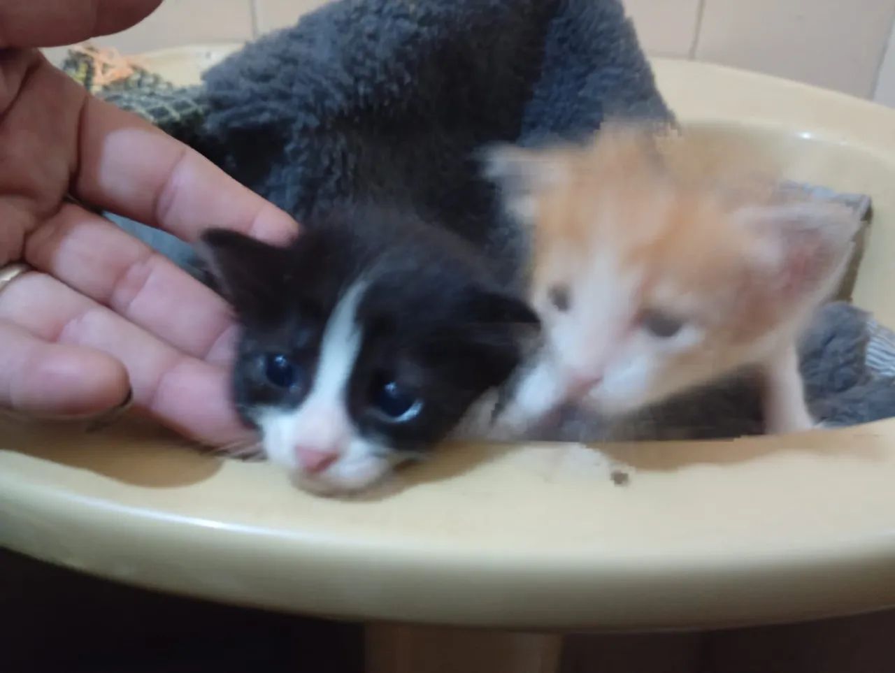 3 gatos machos e 1 fêmea (ver descrição completa) - Foto 3