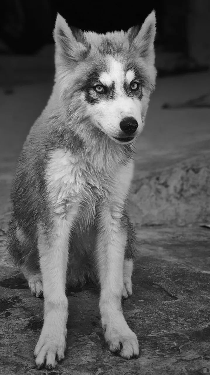 Husky siberiano
