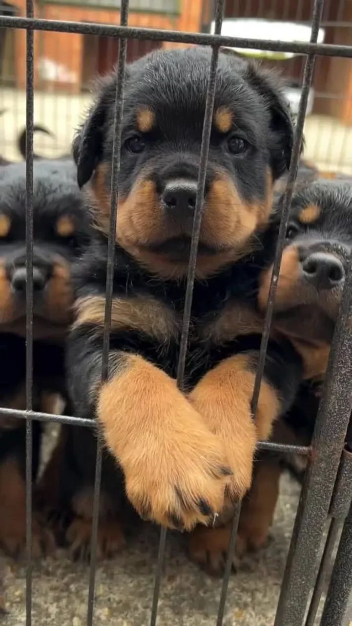 Filhote Rottweiler Macho 