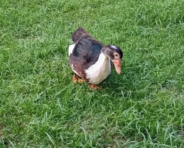 Pato macho - Foto 2