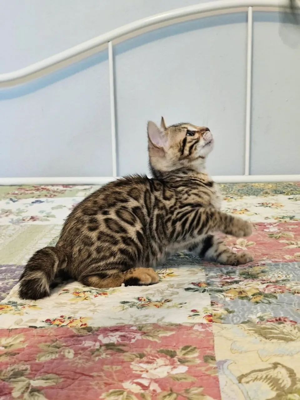 Bengal Cat  - Foto 3