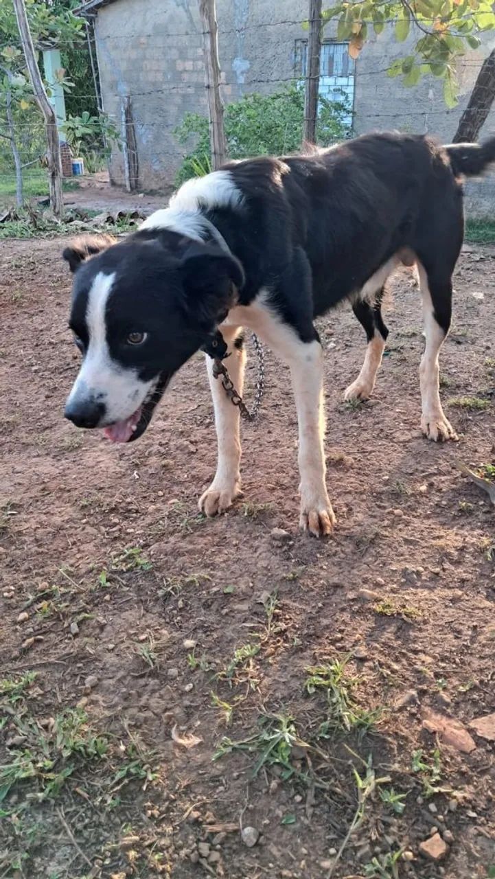 Adoção de cachorro - Foto 3