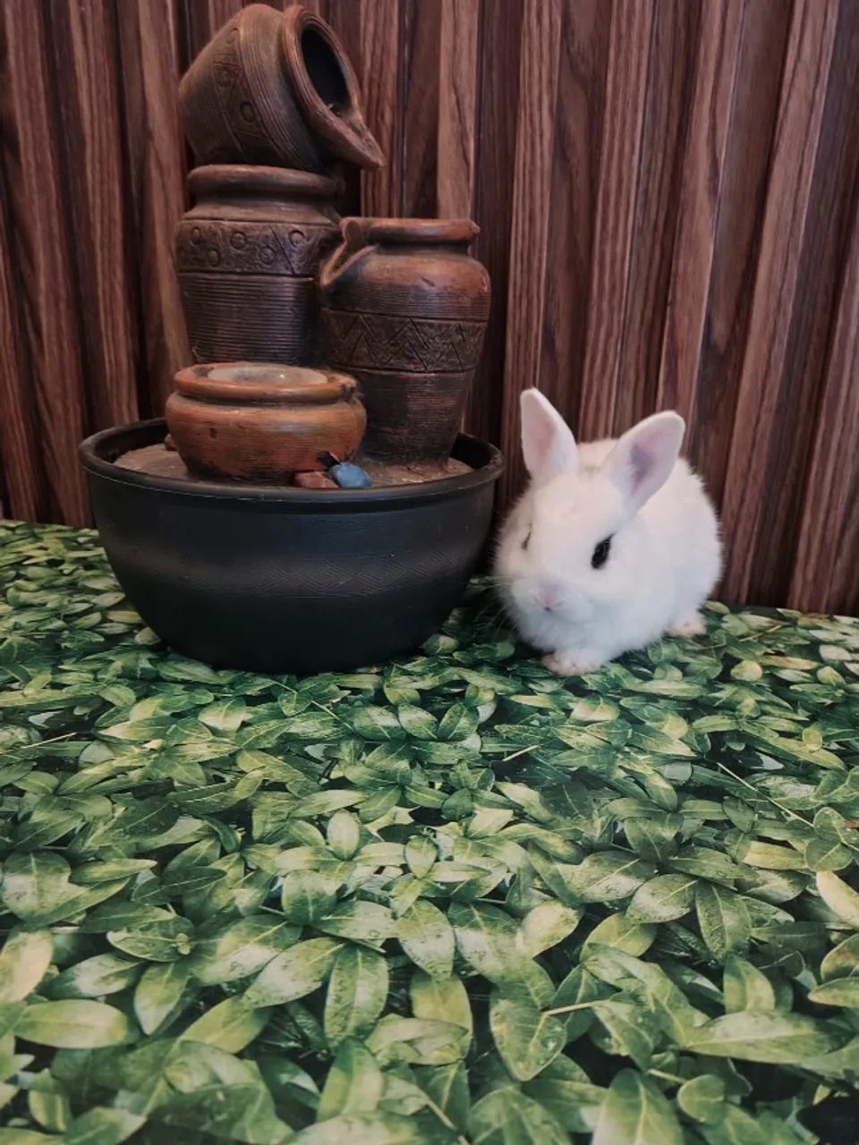 Mini coelhos - Foto 2