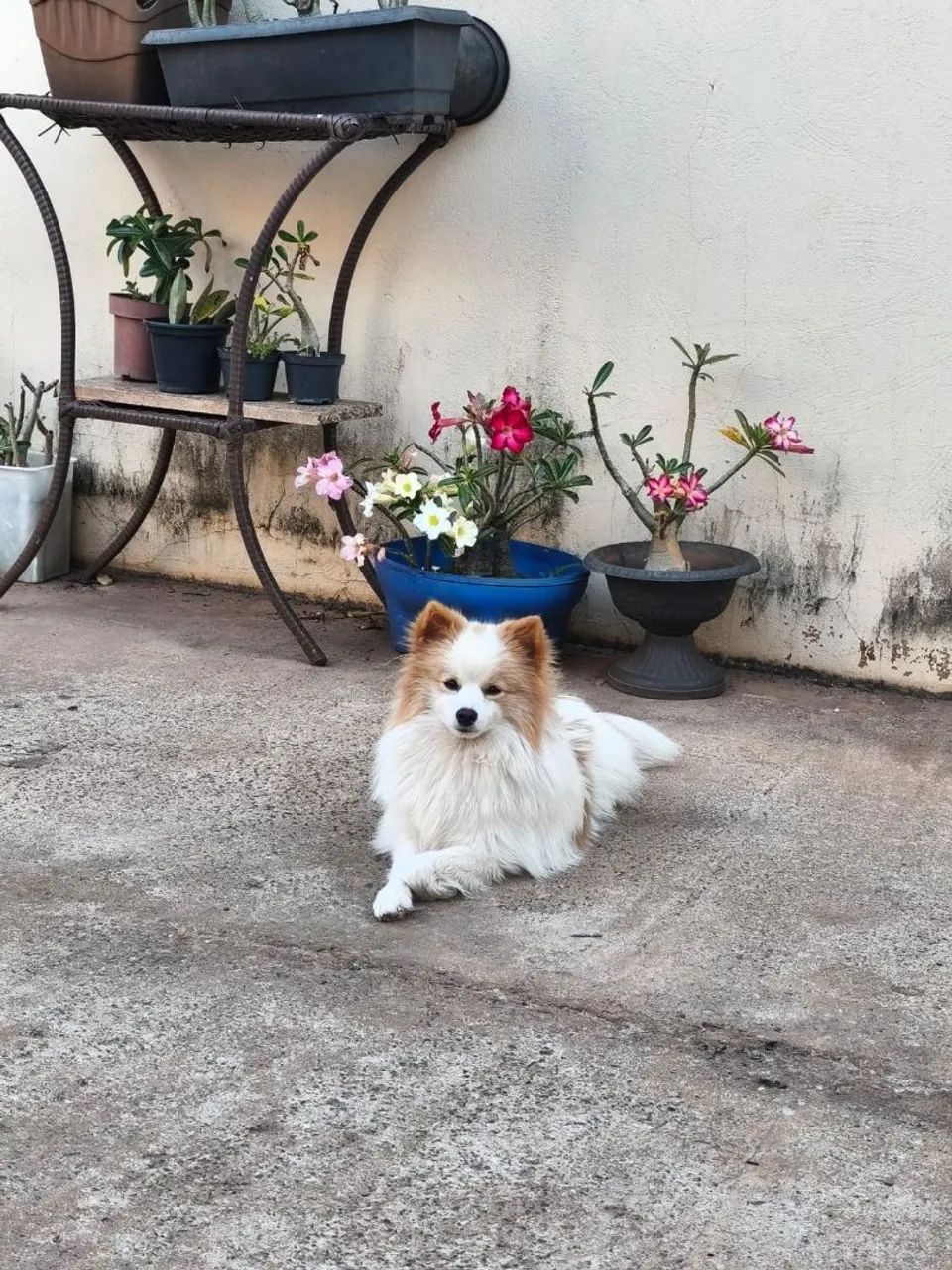 Venda macho 