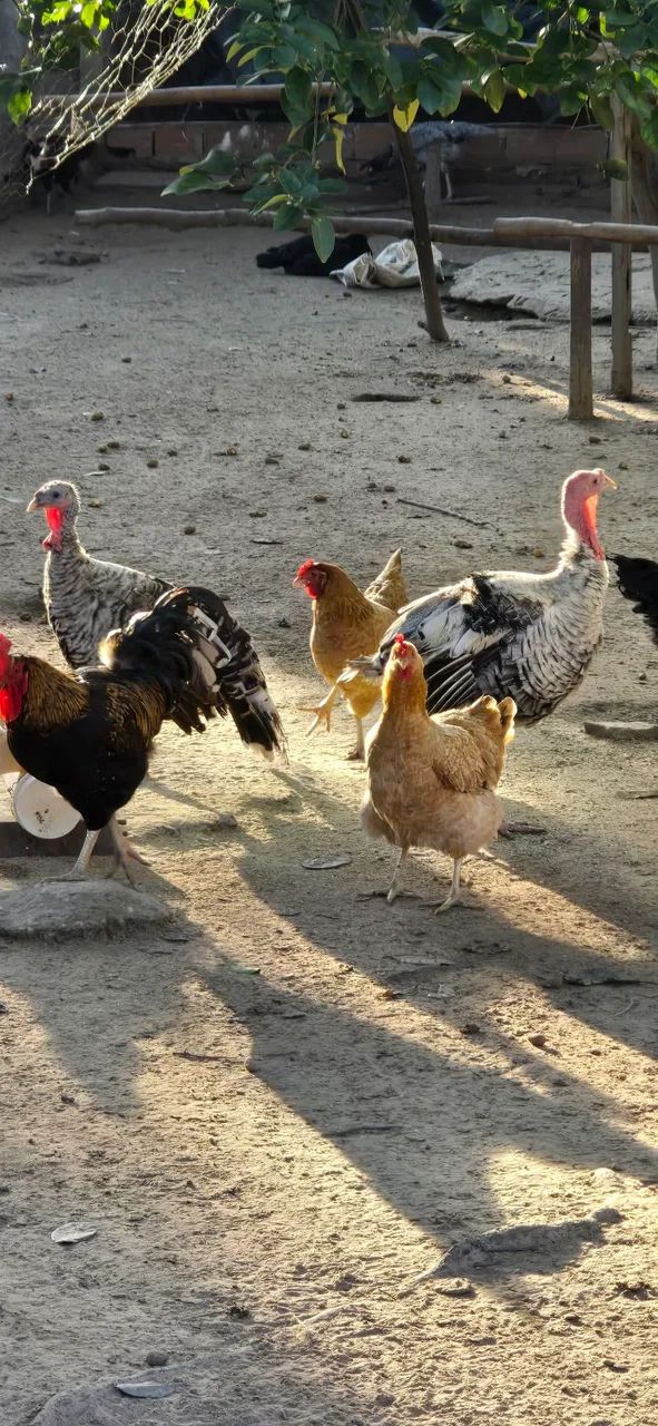 Vende-se Peru e galinha/frango Caipira - Foto 4