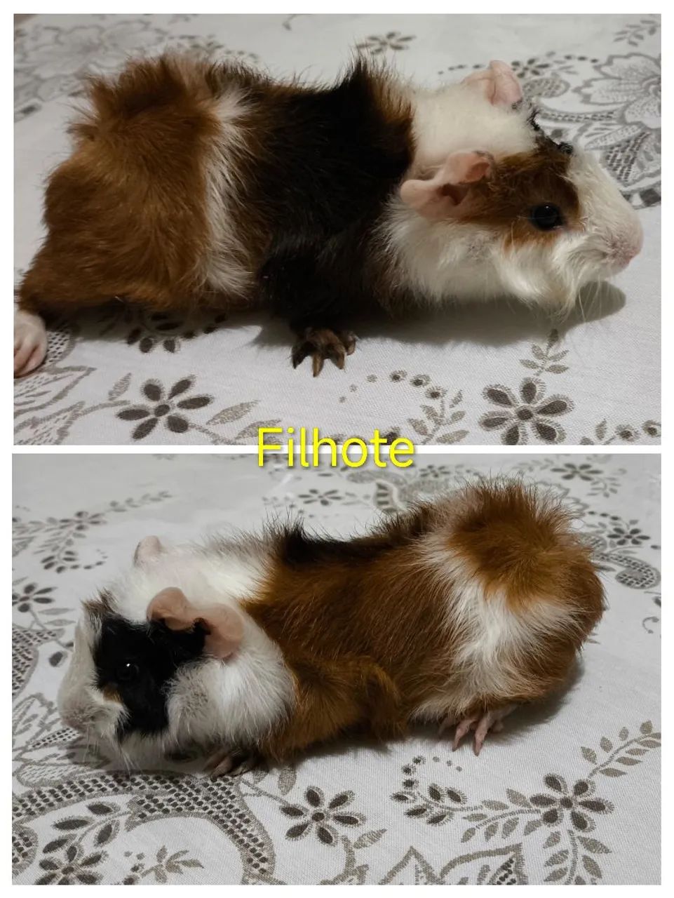 Porquinhos da índia  - Foto 3