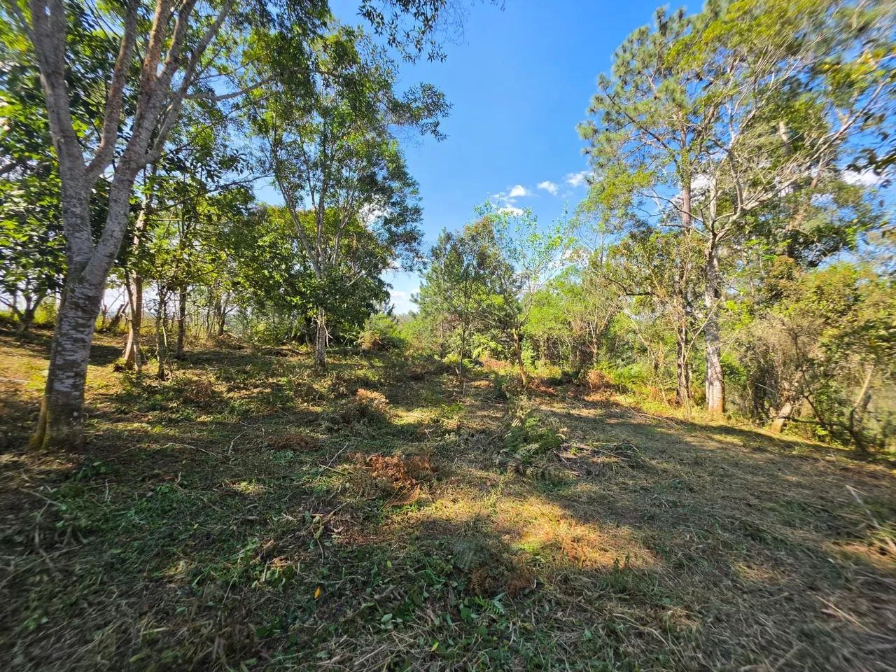 Terreno Plano com Pomar, Ótima Localização !