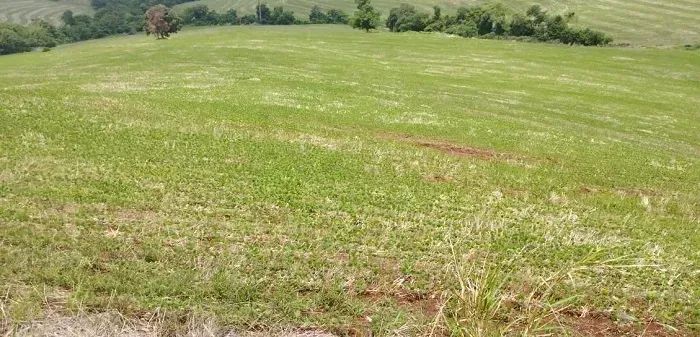 TERRA ROXA - Área Rural 92 Alqueires - Foto 3